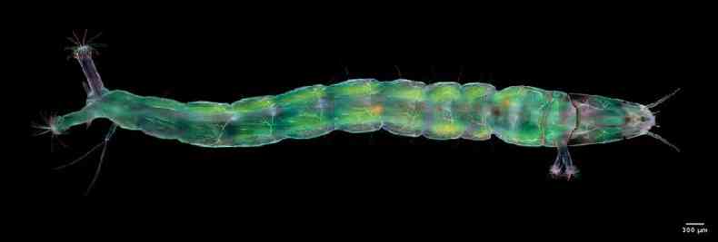 Foto microscpica de larva de mosca