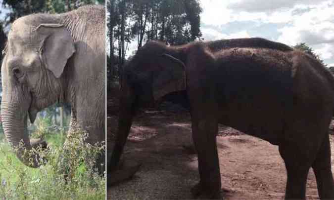 Maya (D) e Guida vivem h cerca de cinco anos em Paraguau, sob custdia do advogado do Circo de Portugal (foto: Divulgao/Santurio dos Elefantes)