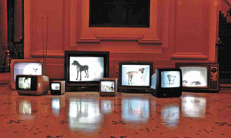 A instalao 'Dogville', que tem monitores de TV observados por cachorros

