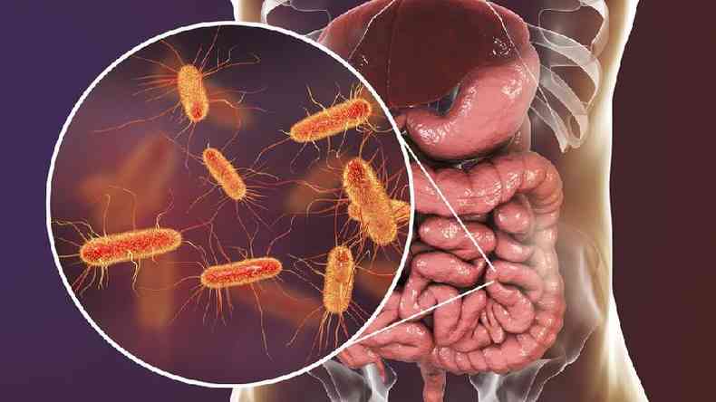 As bactrias que vivem em seu intestino se alimentam de fibras, entre outras coisas(foto: Getty Images)