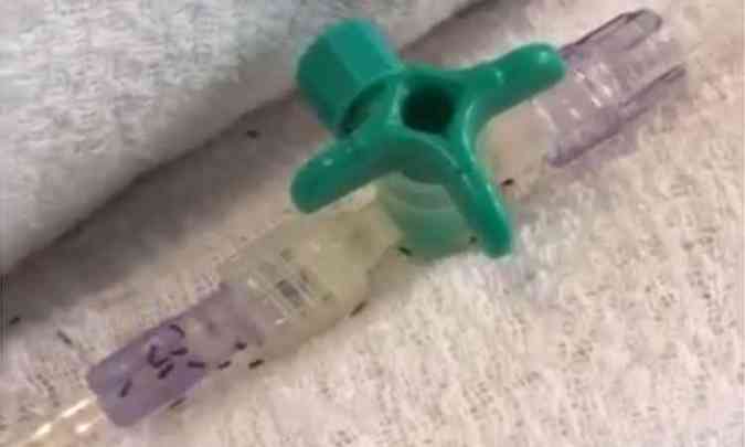 Os insetos também foram encontrados em tubos de acesso para injeção de remédios e sondas de oxigênio (foto: Reprodução/ Internet/ Youtube )