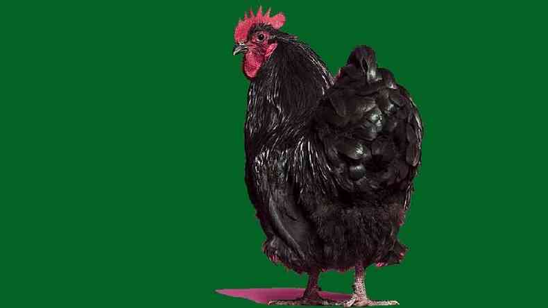Quem diria que a resposta para entender nosso sistema imunolgico estaria na cloaca das galinhas(foto: Getty Images)