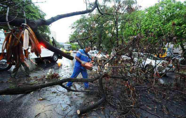 Funcionrios da BHTrans fizeram a poda da rvore(foto: Euler Junior/EM/D.A.Press)