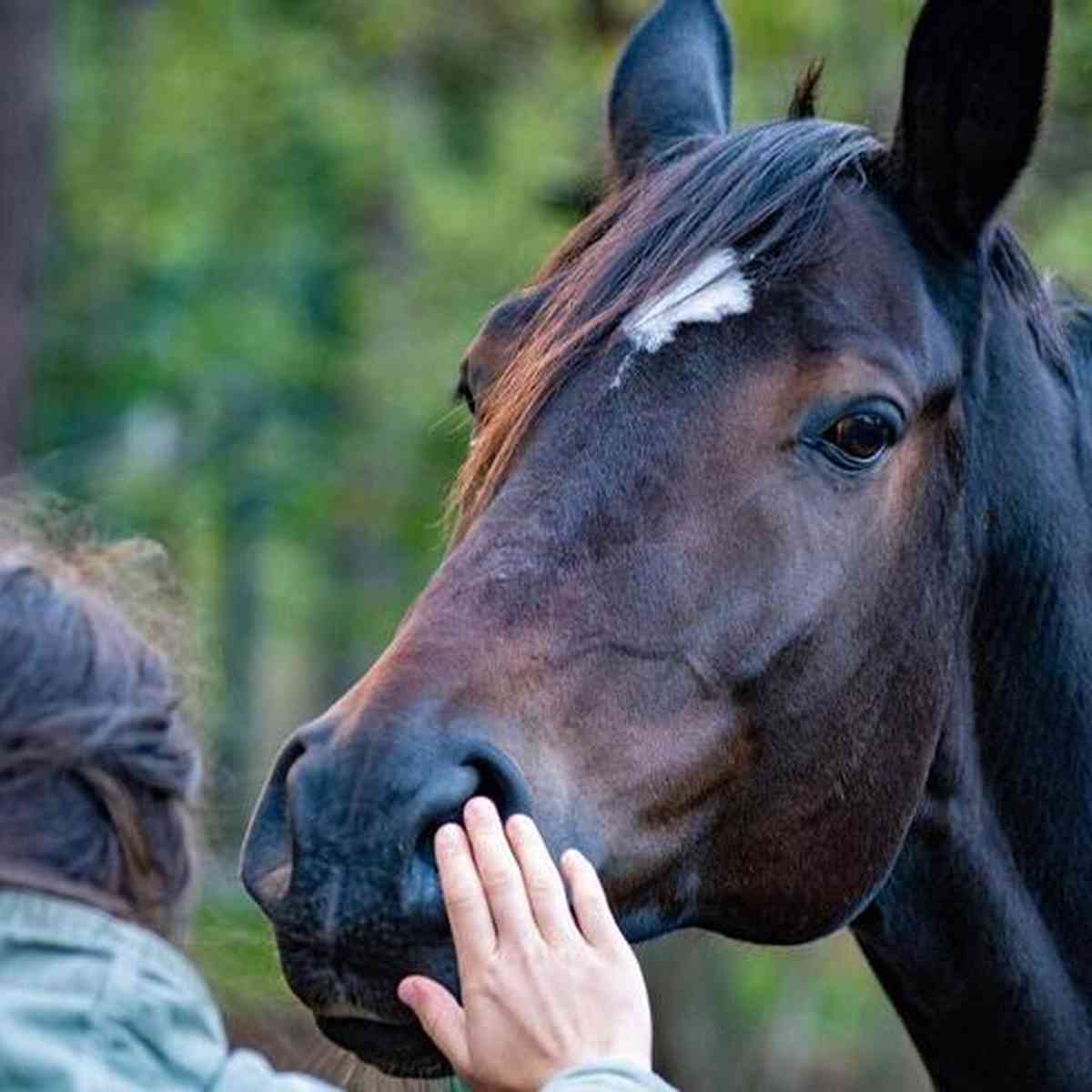 Cavalos Animais De Jogo - Foto gratuita no Pixabay - Pixabay