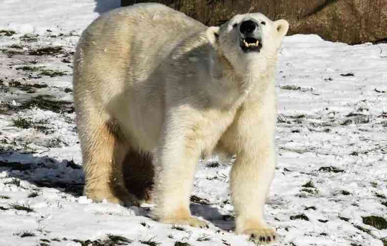 Estudos apontam que populao atual de ursos polares  de 25 mil animais; espcie est ameaada de extino por volta do ano de 2100(foto: Reproduo/Pxhere)