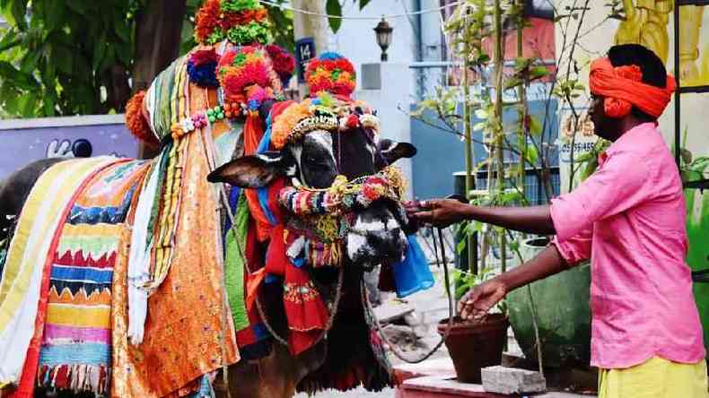 Festival Sankranti, em Machilipatnam, ndia; sacralizao da vaca teve papel na formao do pas(foto: Getty Images/Sai Kamal Chand/EyeEm)