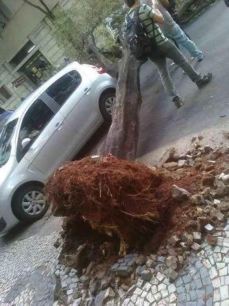 Uma �rvore de grande porte caiu e bloqueou o tr�nsito na manh� desta quarta-feira na Rua Goi�s, no Centro de Belo Horizonte, em frente � sede da Prefeitura. Ningu�m ficou ferido. (foto: Silvana Rocha de Almeida/Divulga��o)