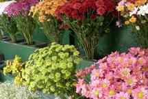 Conheça o Mercado de Flores de Campinas