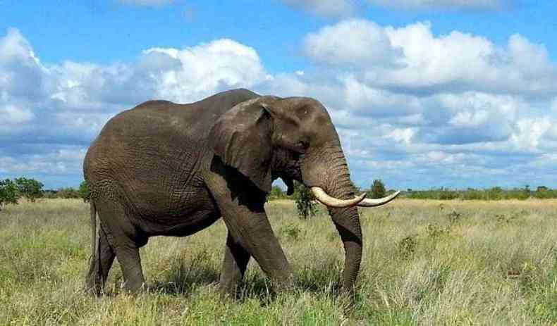 Elefante em savana na frica do Sul 