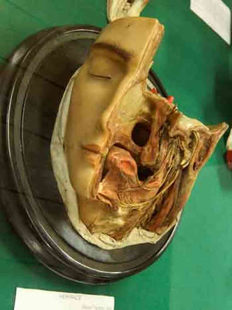 Parte do acervo do museu, rosto esculpido em cera para aulas de anatomia
