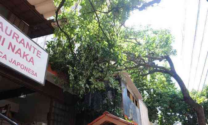 Parte da rvores ficou em cima do telhado do restaurante, na rua Gonalves Dias(foto: Gladyston Rodrigues/EM/D. A. Press)