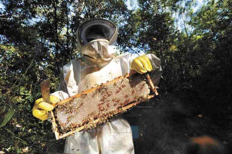 O apicultor Dalisson Sena aumentou a produtividade nas colmeias... (foto: Leandro Couri/EM/D.A Press)