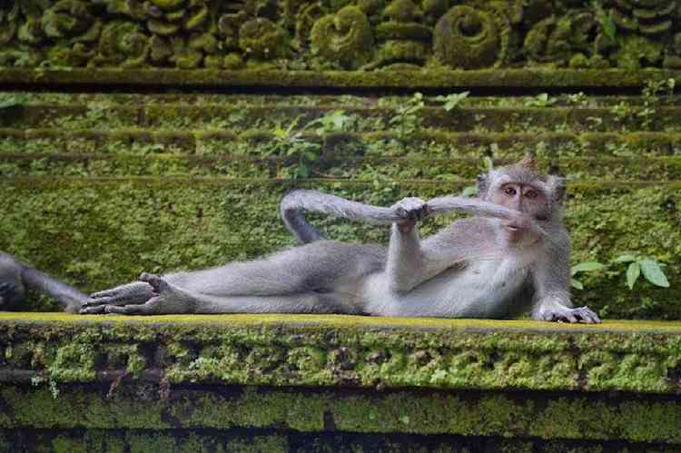 macaco deitado segura o rabo com as mãos