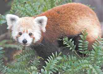 Panda-vermelho  uma das espcies ameaadas no mundo(foto: ABBY WOOD/REUTERS)