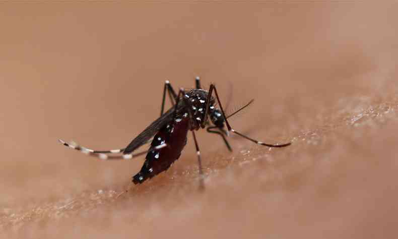 O sorotipo 2 da dengue continua a ser o predominante nas regies Sudeste e Centro-Oeste(foto: NIAID/Divulgao )