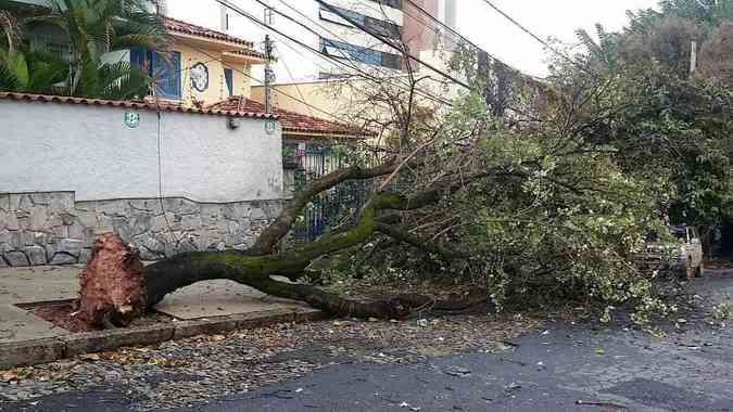 rvore caiu inteira na Rua Geraldo Teixeira da Costa, na FlorestaPaulo Filgueiras/EM/D.A PRESS
