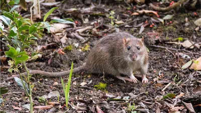 Infestação de ratos em Nova Iorque preocupa e afeta turismo e saúde