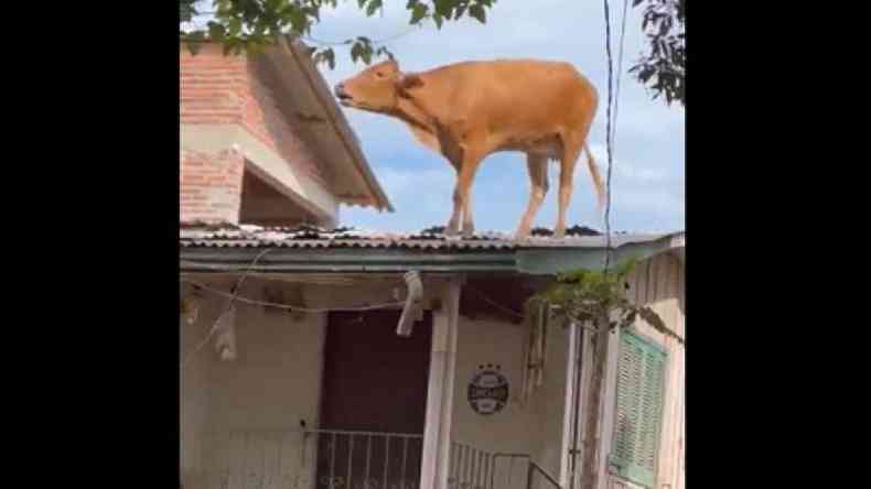 Cena inusitada: vaca acaba em cima de telhado de casa no RS