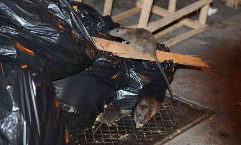 Infestação de ratos piora em Nova York 