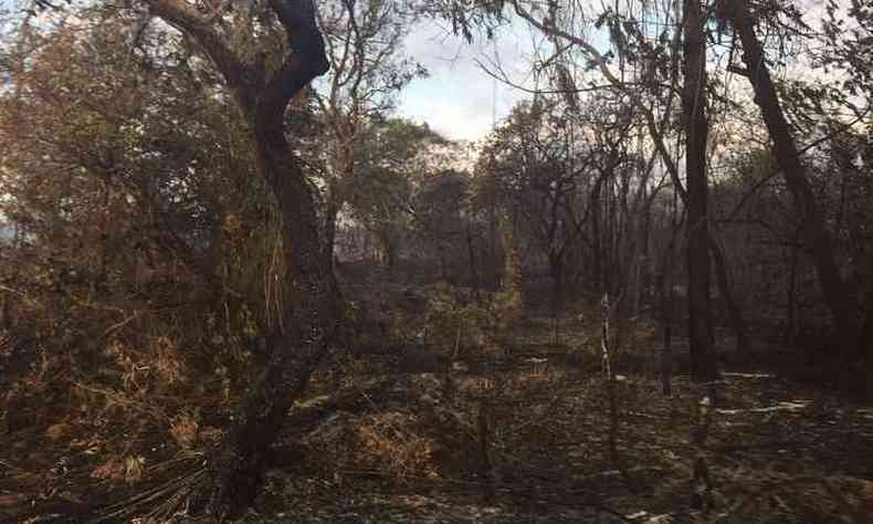 Fogo destruiu plantao(foto: Corpo de Bombeiros/Divulgao)