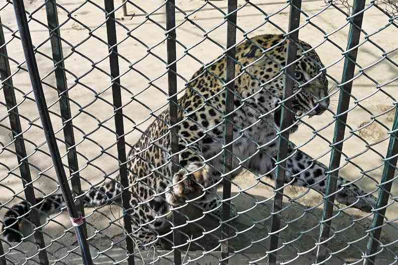 leopardo em jaula