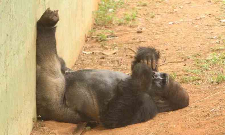 Gorila sempre rouba a cena dos visitantes. Reabertura tem controle para observao do primata para evitar aglomerao de pessoas(foto: Edsio Ferreira/EM/D.A Press)