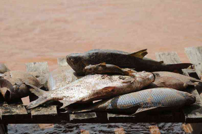 Com a mortandade de toneladas de peixes e guas contaminadas pela lama de rejeitos, muitos pescadores perderam seu sustento e relatam que algumas cidades ainda no foram nem sequer visitadas pela Samarco(foto: Gladyston Rodrigues/EM/D.A Press)