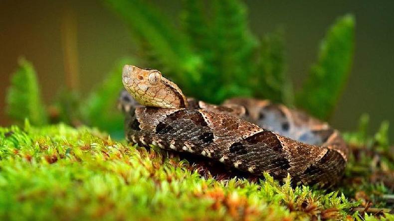 Fontes indicam que ela foi picada por uma Bothrops atrox, cujo nome em Trinidad é mapepire balsain. A cobra tem um veneno particularmente letal e de ação rápida(foto: Getty Images) Serpente Bothrops atrox