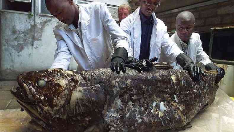 Funcionrios do Museu Nacional do Qunia exibem um celacanto capturado em 2001(foto: Getty Images)