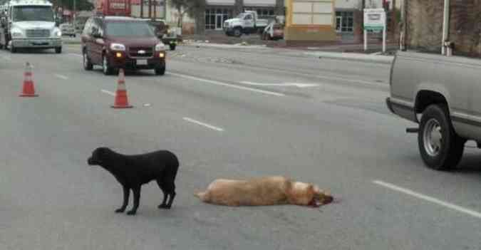 Cadela de labrador ficou ao de companheiro atropelado em uma movimentada rua de Los Angeles(foto: Divulgao Departamento de Controle de Animais de Los Angeles)