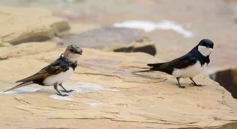 Andorinhas-de-coleira namoram sobre as pedras do Rio Paraopeba. Espcie ameaada de extino pssaros aves Pygochelidon melanoleuca pssaros na beira do rio