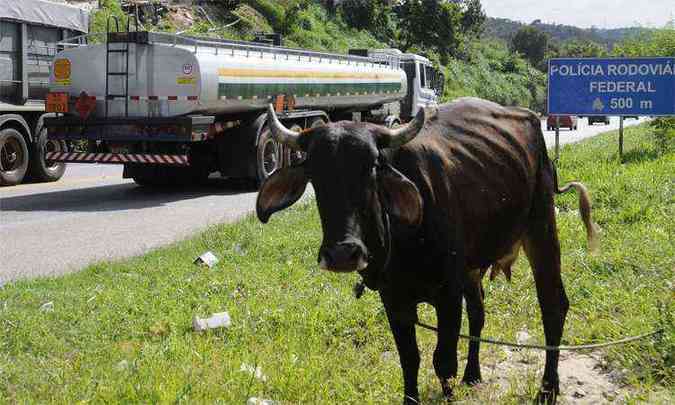 Vaca pasta s margens da BR-381, em Sabar, a 500 metros do posto da Polcia Rodoviria Federal: animais na via so constantes (foto: Jair Amaral/EM/D.A Press )