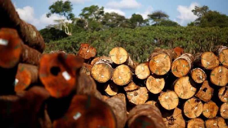 Durante a COP26, Brasil se comprometeu com o Acordo sobre Florestas. Mas projetos de lei apoiados pelo governo têm potencial de aumentar desmatamento(foto: REUTERS/Adriano Machado) Madeiras