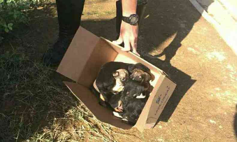 Animais foram recolhidos e encaminhados para o Centro de Zoonoses da cidade(foto: Polcia Militar do Meio Ambiente/Divulgao)