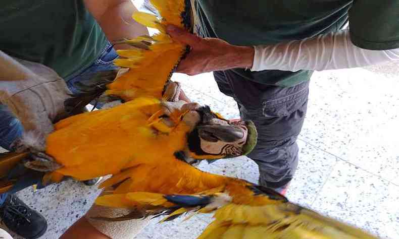 Macaw  o nome ingls da arara que habita as matas brasileiras e que deu nome  operao do MPMG(foto: Sisema/Divulgao)