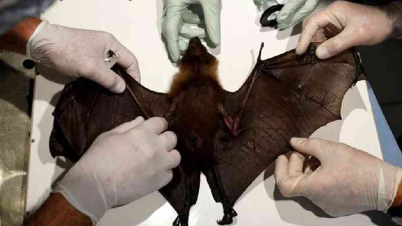 Morcegos so provavelmente a origem da pandemia atual de coronavrus(foto: Reuters)