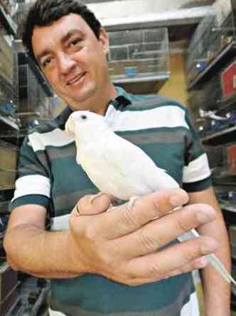 Criador de calopsitas, Alberto Petrillo diz que  preciso estabelecer contato com a ave desde cedo(foto: Beto Novaes/EM/D.A Press-3/4/15)