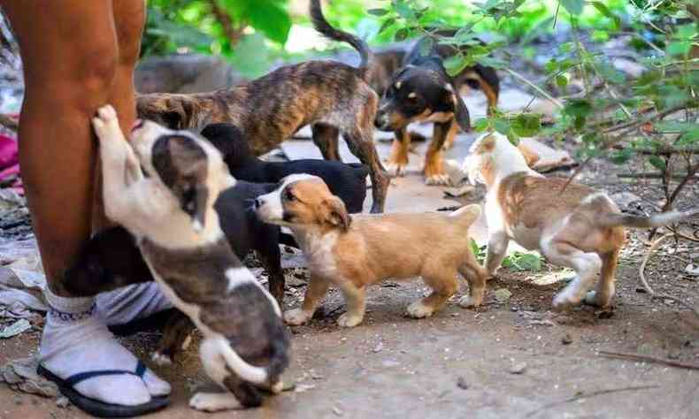 So quatro animais adultos e nove filhotes(foto: Polcia Civil/ divulgao)