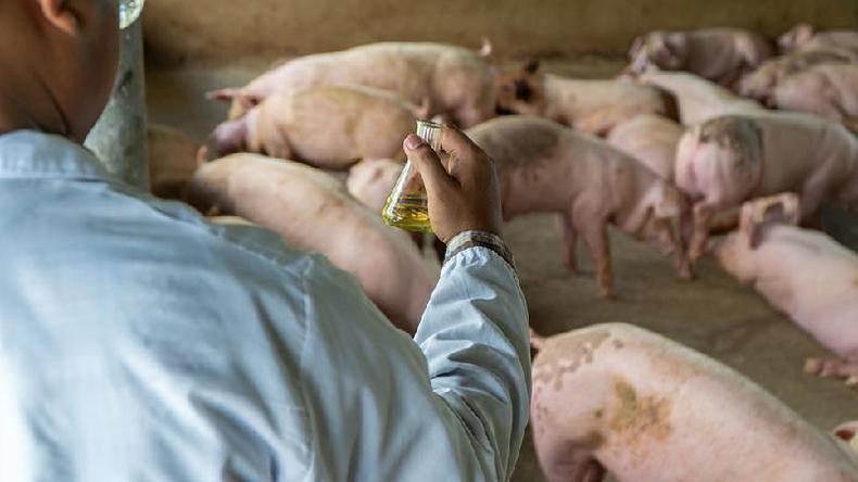 Um profissional de sade segura um frasco na frente de alguns porcos