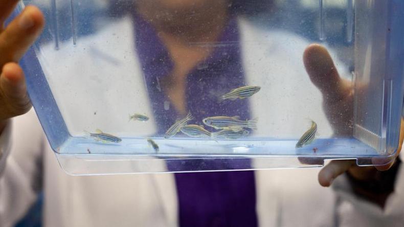 Cientista segurando aqurios com zebrafish