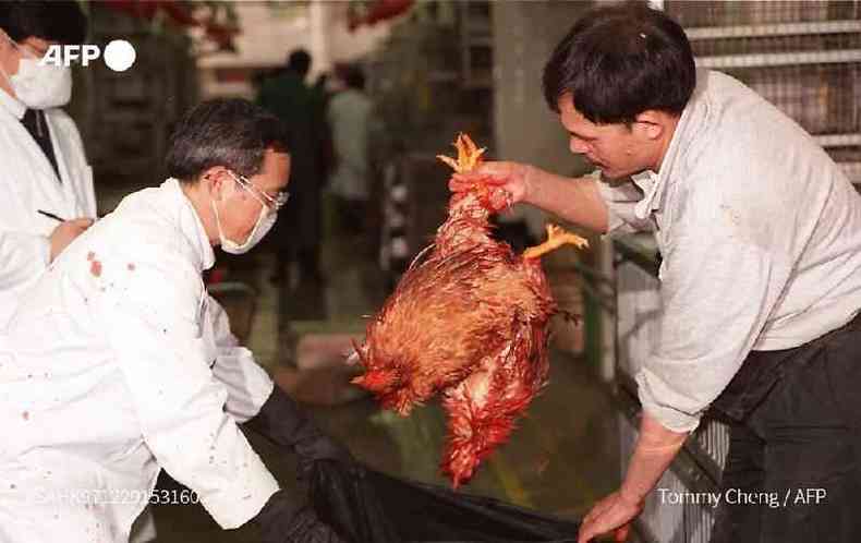 Oficial de sade descarta galinhas mortas em meio  uma operao de abate para tentar erradicar um vrus mortal da gripe, em Hong Kong, em 29 de dezembro de 1997