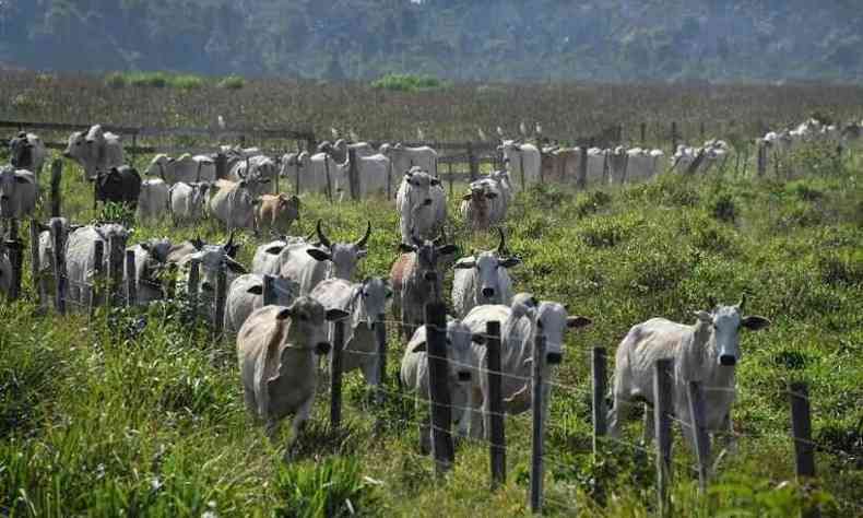 Faemg destaca o rigor dos protocolos sanitrios no Brasil na criao de gado 