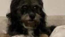 Z Celso: Cachorro do dramaturgo tem alta aps inalar fumaa de incndio