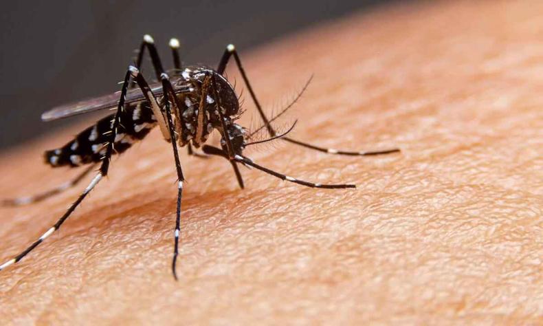 Aedes aegypti