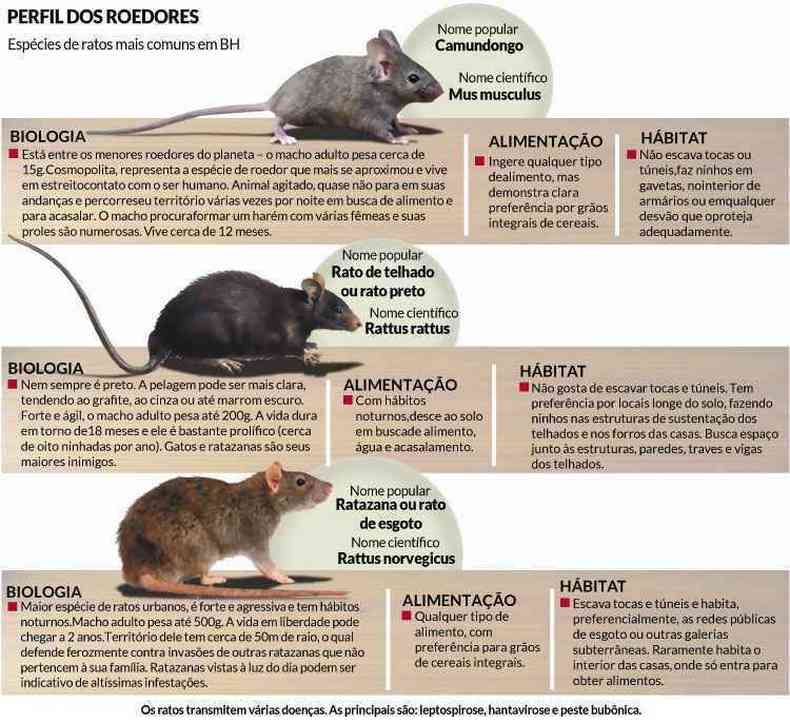 Para acabar com ratos e ratazanas, você precisa conhecer seus hábitos