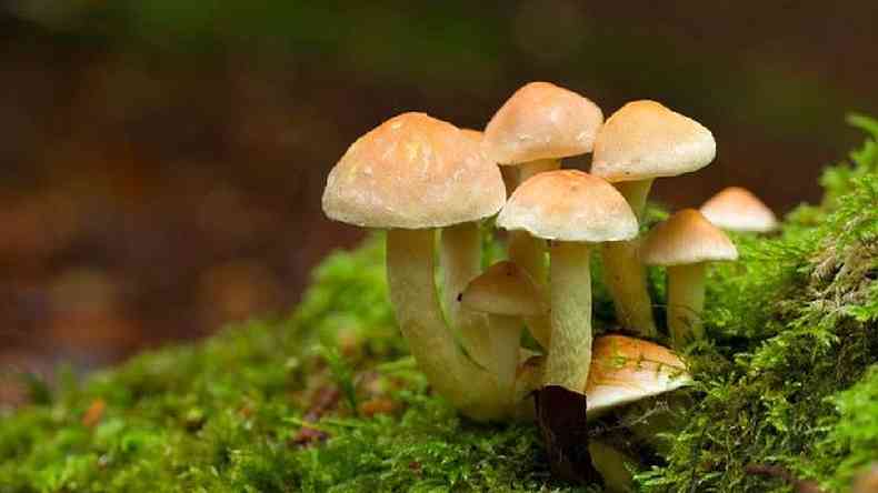 Estima-se que o reino dos fungos, do qual os cogumelos fazem parte, possui mais de 1,5 milho de espcies. Muitas delas ainda no foram catalogadas pela cincia(foto: Getty Images)