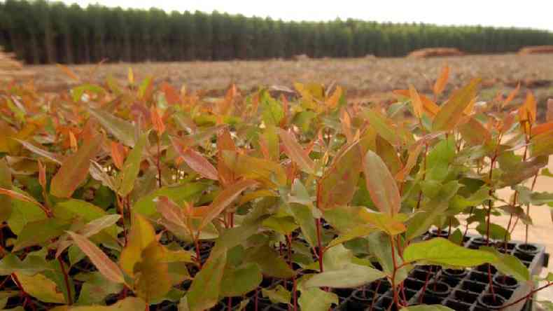 As mudas de eucalipto crescem e atingem a maturidade rpido, o que fazem delas uma opo atraente para os agricultores(foto: Getty Images)