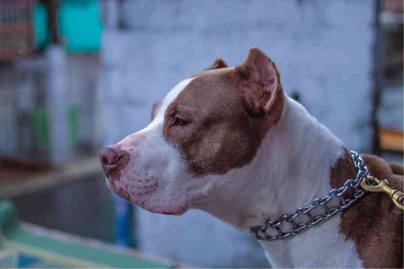 Pitbull branco com manchas marrons na coleira 