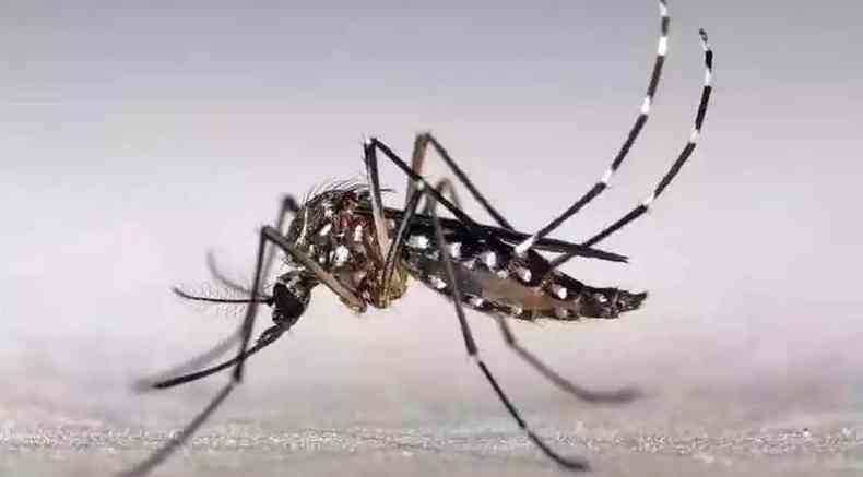 mosquito da dengue 