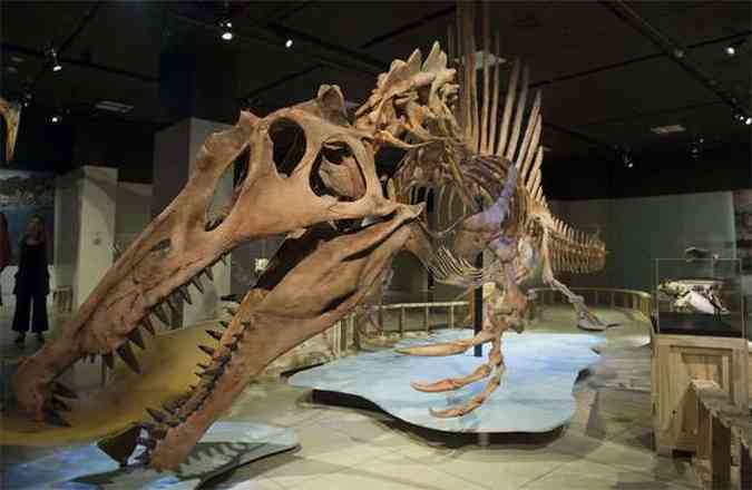 Modelo de esqueleto em tamanho real do Spinosaurus em exibio no Museu National Geographic de Washington, nos Estados Unidos(foto: AFP PHOTO / Saul LOEB )